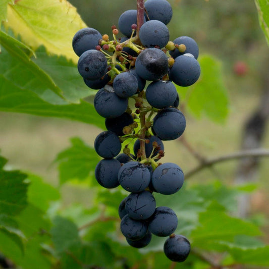 Vitis riparia 'Trollhaugen' (biologique)