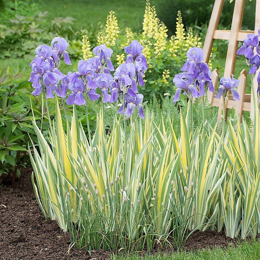 Iris pallida 'Aurea Variegata'