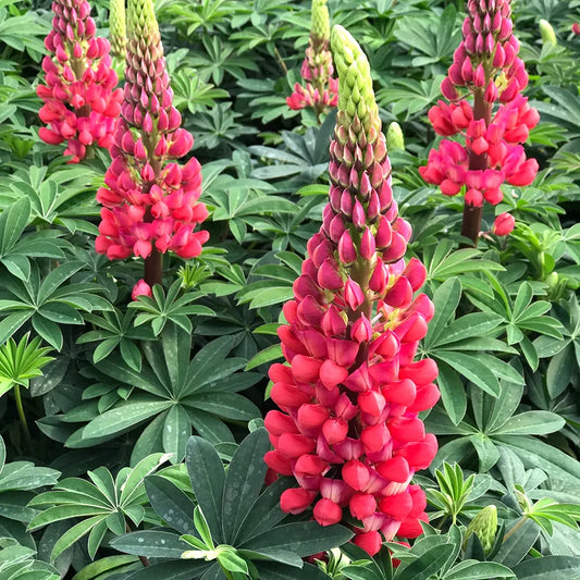 Lupinus 'Mini Gallery Red'