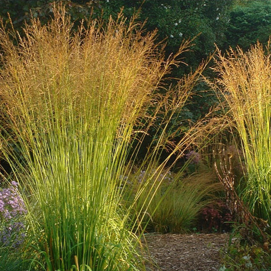 Molinia arundinacea 'Skyracer'