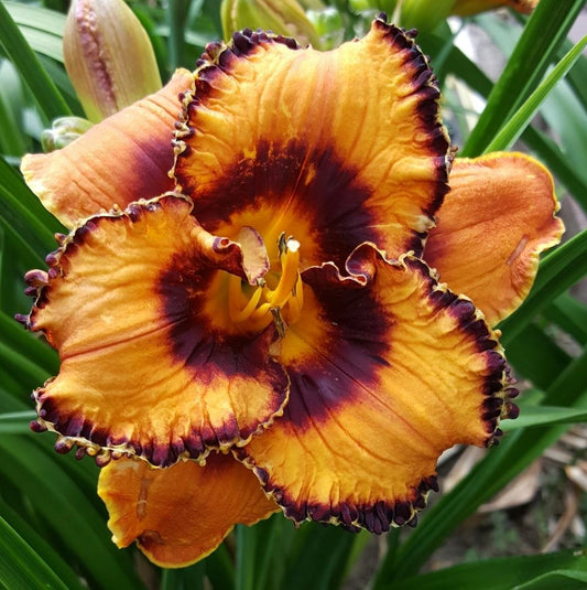 Hemerocallis 'San Luis Halloween'