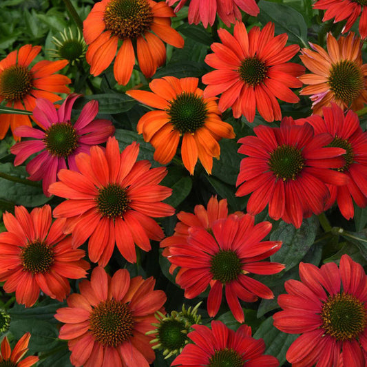 Echinacea Artisan Collection 'Red Ombre'