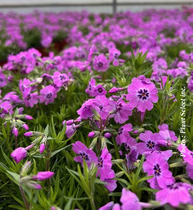 Phlox subulata 'Spring Late Pink'