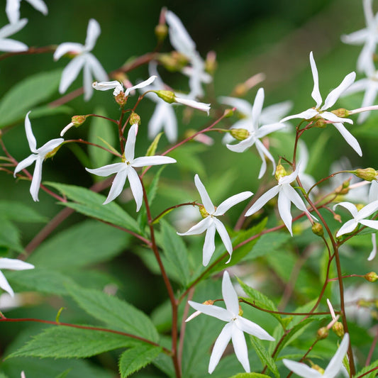 Gillenia trifoliata