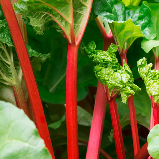 Rheum rhabarbarum 'Canada Red' (biologique)
