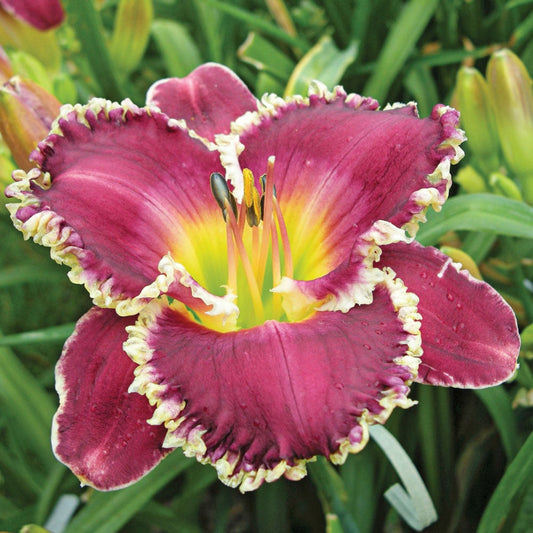 Hemerocallis 'Bettylen'