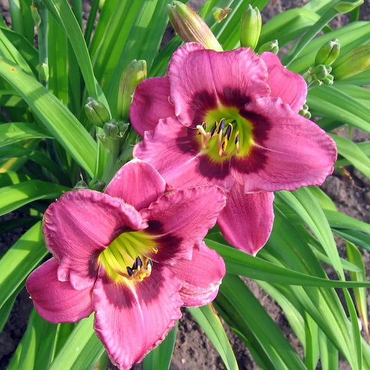 Hemerocallis 'Always Afternoon'