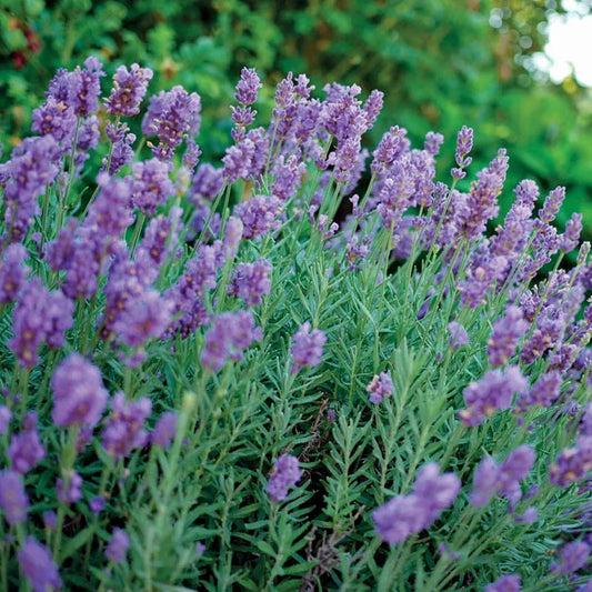 Lavandula intermedia 'Phenomenal'