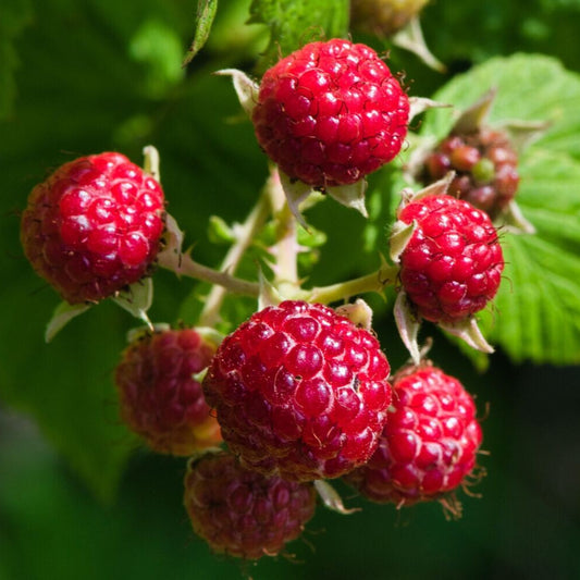 Rubus idaeus 'Pathfinder' (biologique)