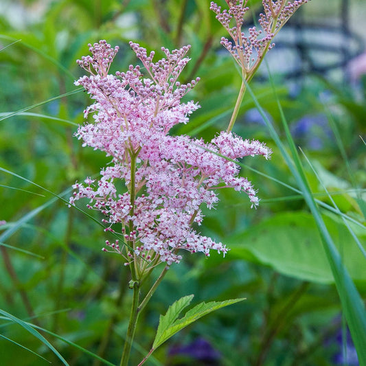 Filipendula rubra 'Venusta' ('Venusta Magnifica')