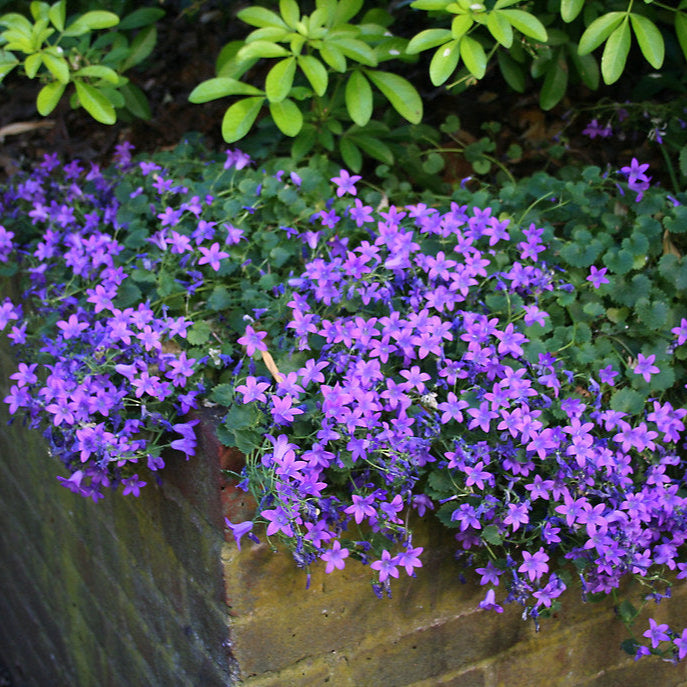 Campanula 'Birch Hybrid'