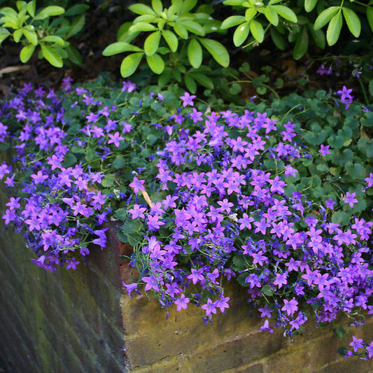 Campanula 'Birch Hybrid'