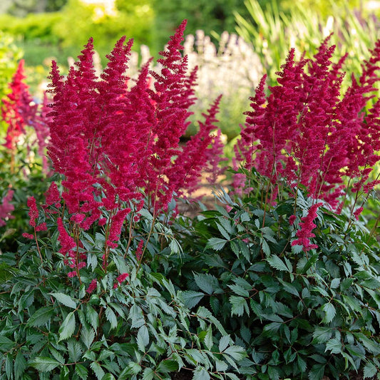 Astilbe 'Diabolo'