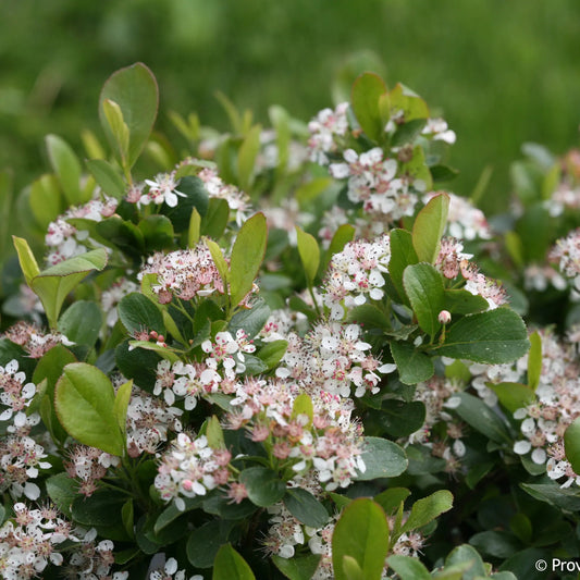 Aronia melanocarpa 'Ground Hug'