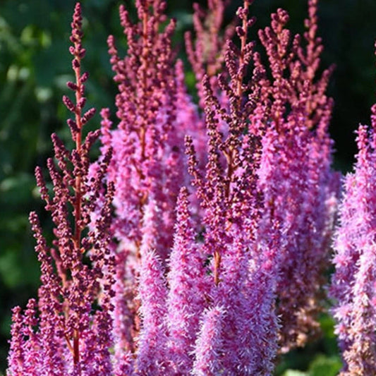 Astilbe chinensis 'Superba' (taquetii)