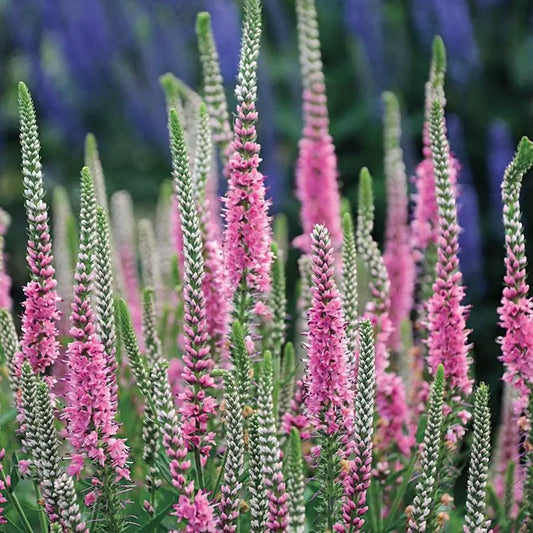 Veronica 'Atomic Red Ray'