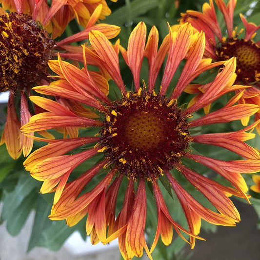 Gaillardia aristata 'Mariachi Red Sky' (SpinTop)