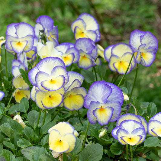 Viola 'Etain'