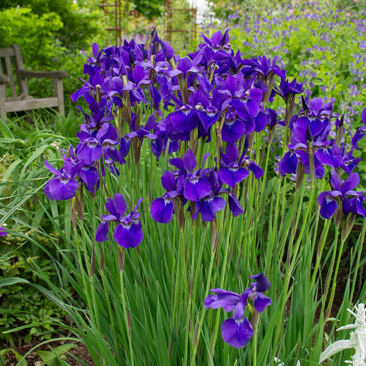 Iris sibirica 'Caesar's Brother'
