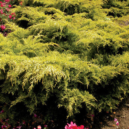 Juniperus chinensis aurea 'Gold Lace'