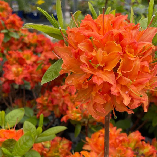 Azalea 'Mandarin Lights'