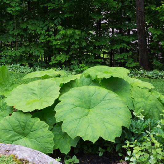 Astilboides tabularis