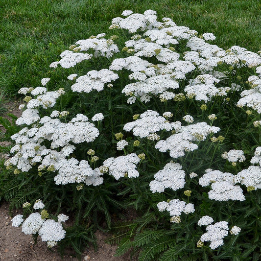 Achillea millefolium 'Firefly Diamond'