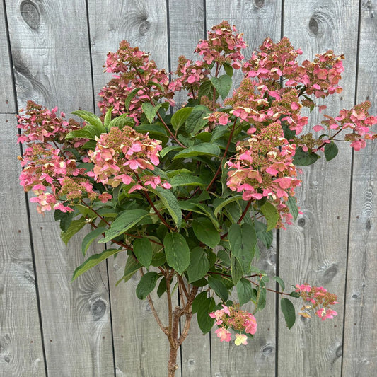 Hydrangea paniculata 'Quickfire' (sur tige)