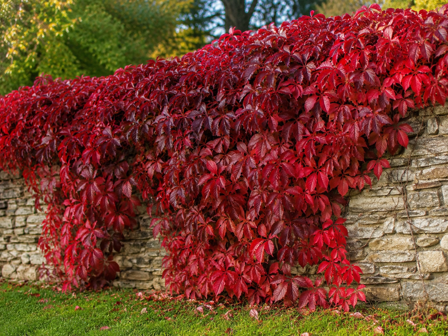 Parthenocissus quinquefolia 'Engelmanii'