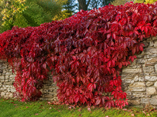 Parthenocissus quinquefolia 'Engelmanii'