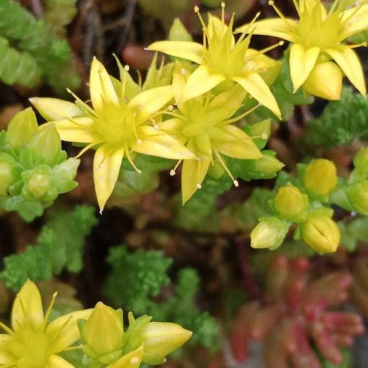 Sedum acre