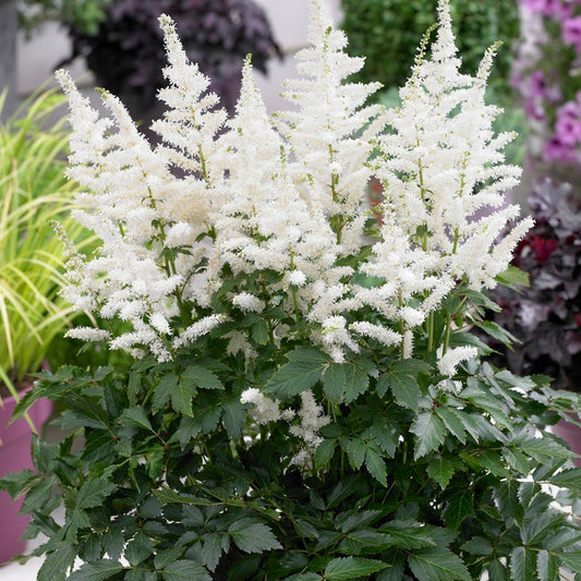 Astilbe 'Bridal Veil'
