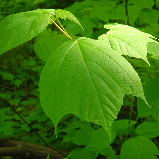 Acer pennsylvanicum