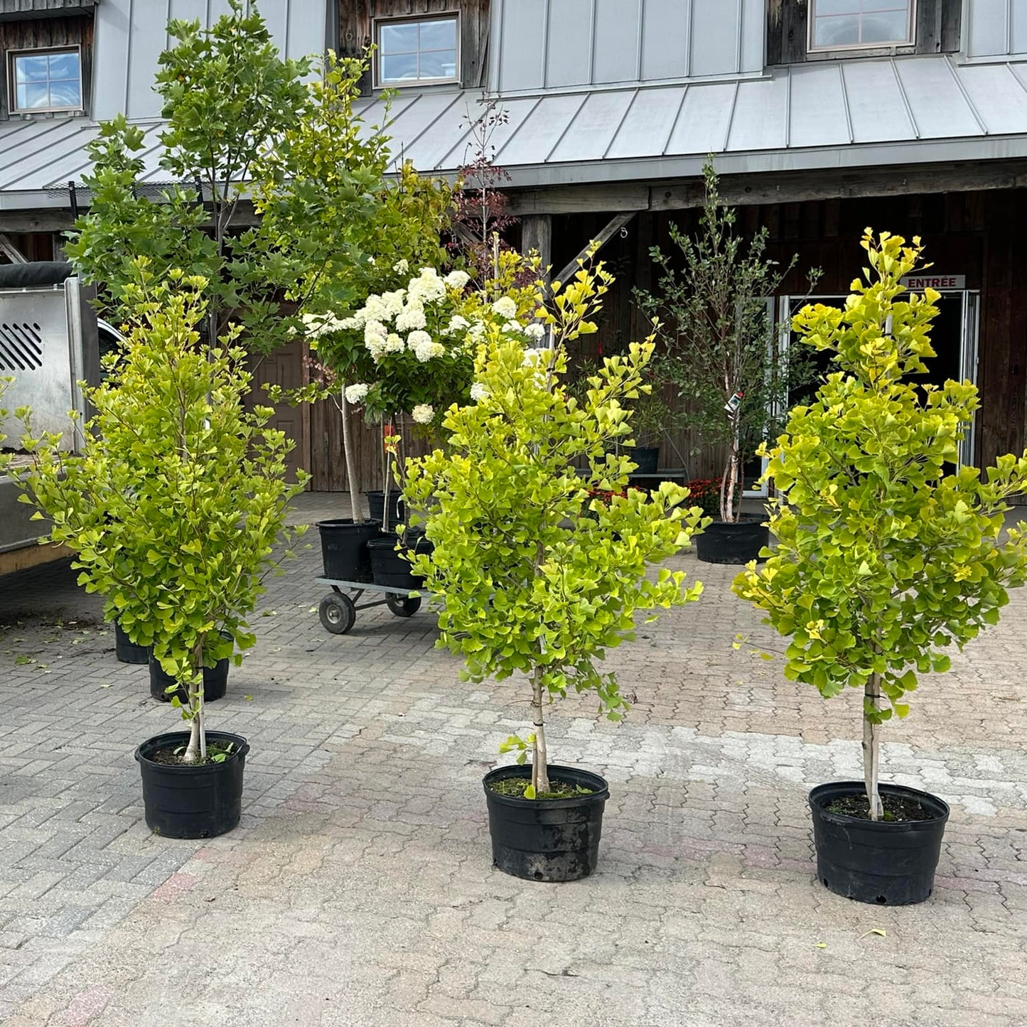 Ginkgo biloba 'Clair de Lune' (fastigié)