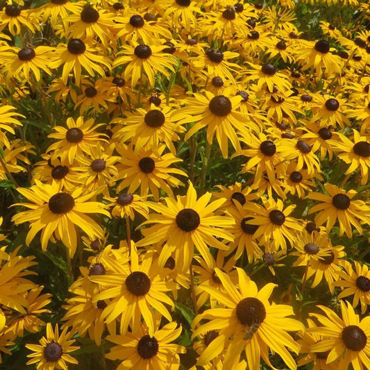 Rudbeckia fulgida 'Goldsturm'