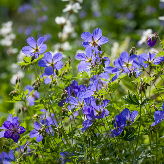 Geranium 'Johnson's Blue'