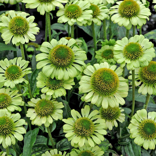 Echinacea purpurea 'Green Jewel'