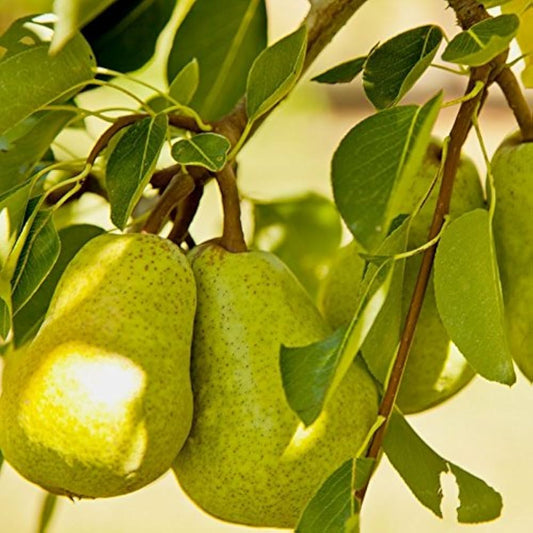 Pyrus communis 'Bartlett'