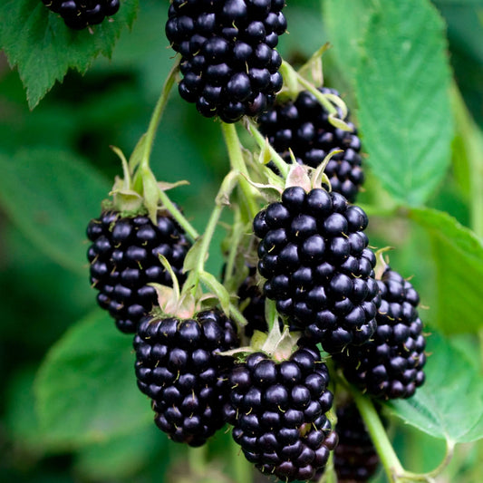 Rubus fruticosus 'Hardy Black' (biologique)
