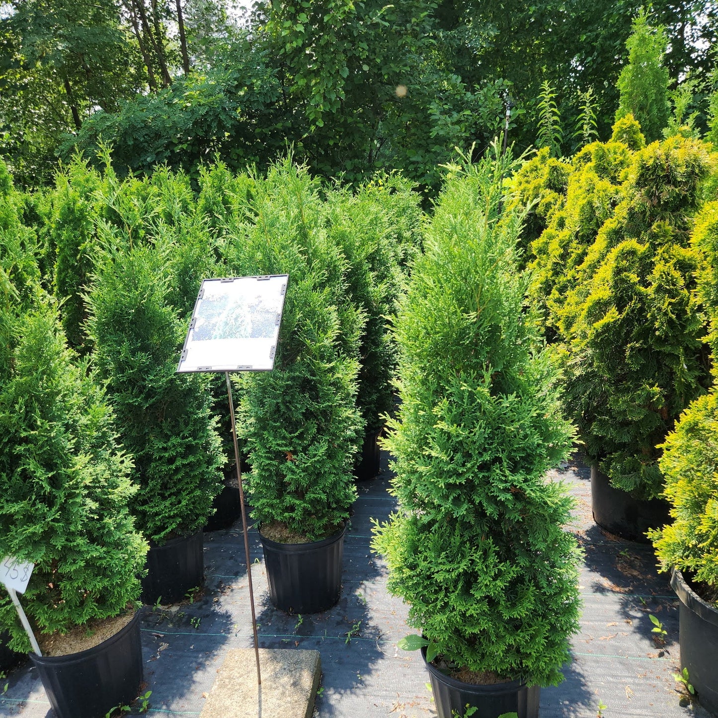 Thuya occidentalis 'Holmstrup'