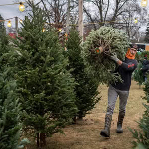 Sapin baumier - PREMIUM - Qualité supérieure
