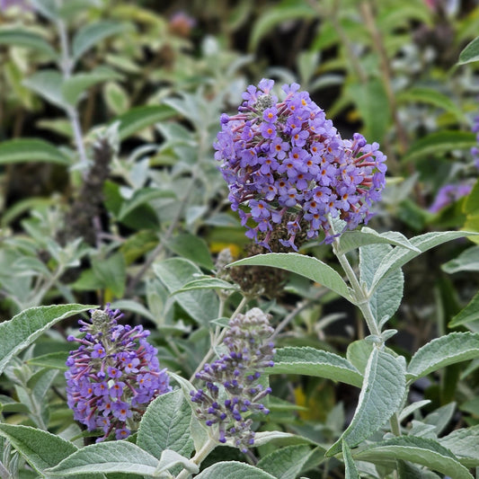 Buddleja davidii 'Lochinch'