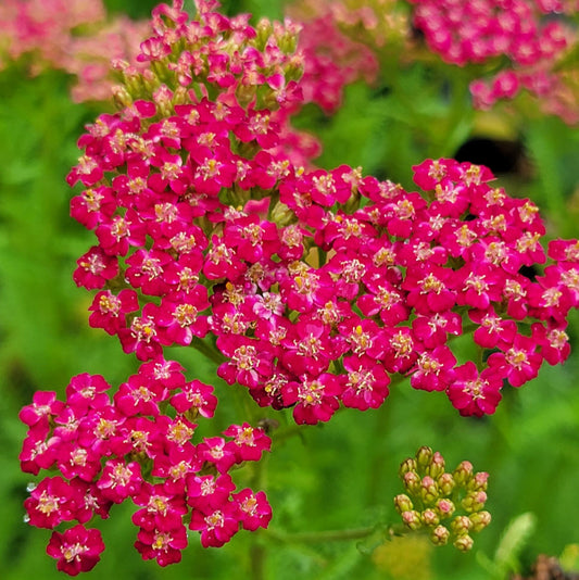 Achillea millefolium 'New Vintage Red'
