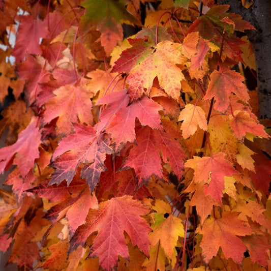 Acer rubrum 'Armstrong Gold'