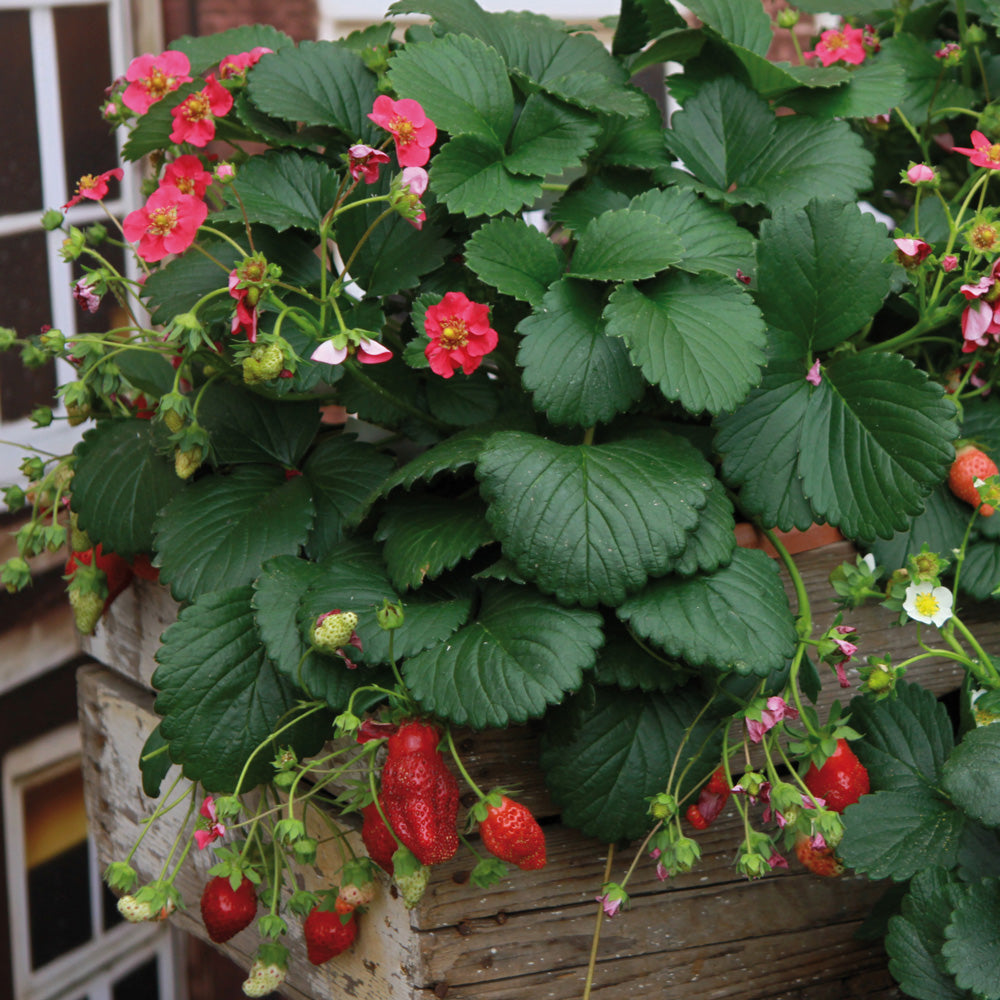 Fragaria (fraisier) Ruby Ann