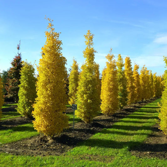 Ginkgo Biloba Fastigiata (fastigié)