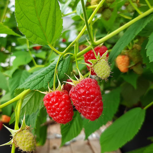 Rubus idaeus 'Caroline' (biologique)