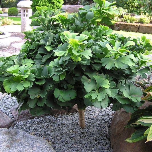 Ginkgo biloba 'Troll' (sur tige)