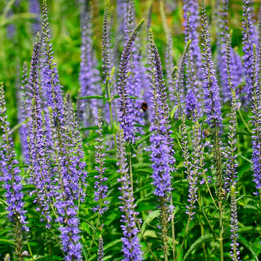 Veronica longifolia 'Blue Skywalker'