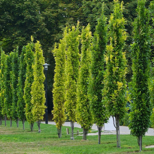 Quercus palutris 'Green Pillar' (colonnaire)